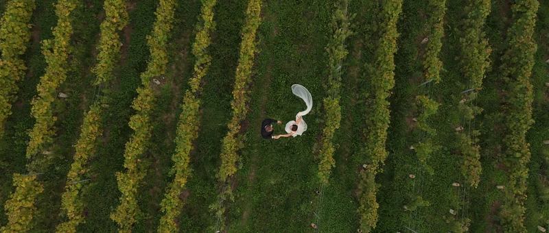 Les vignes du Château de Candie vues du drone à la verticale, avec les mariés au milieu des rangs