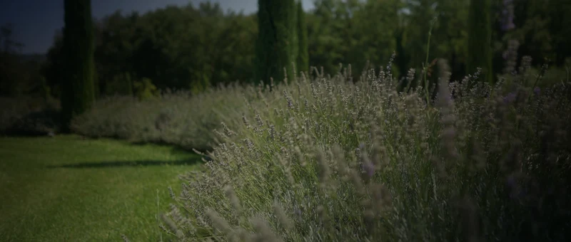 Le jardin de lavandes bordé de cyprès de Maison Claudie, dans la Drôme provençale
